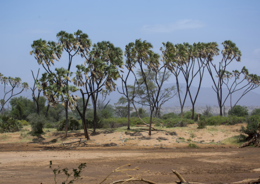 Palm trees on the bank of a uaso nyiro river, Samburu county, Samburu national reserve, Kenya