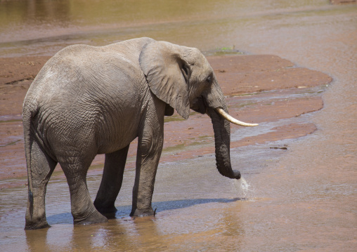 African elephant (loxodonta africana), Samburu county, Samburu national reserve, Kenya