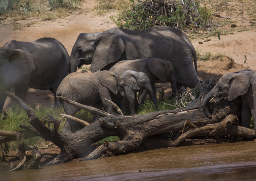 African elephants (loxodonta africana), Samburu county, Samburu national reserve, Kenya