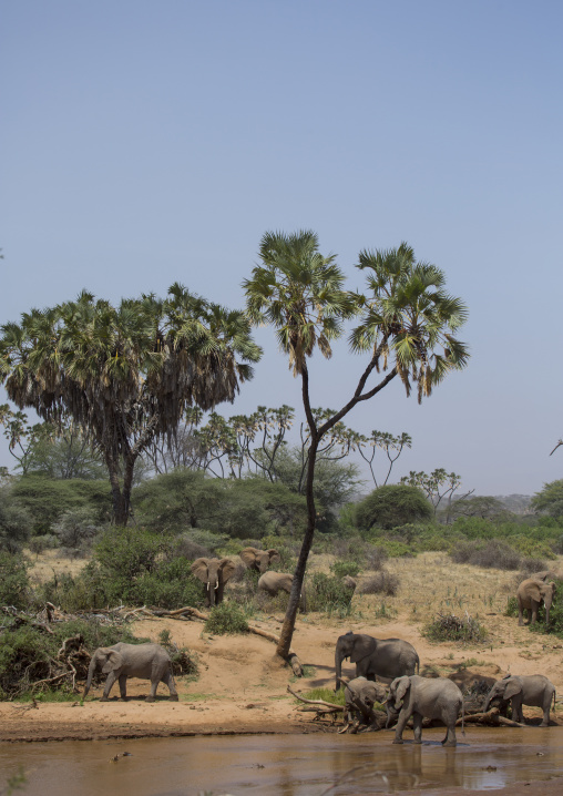 African elephant (loxodonta africana), Samburu county, Samburu national reserve, Kenya