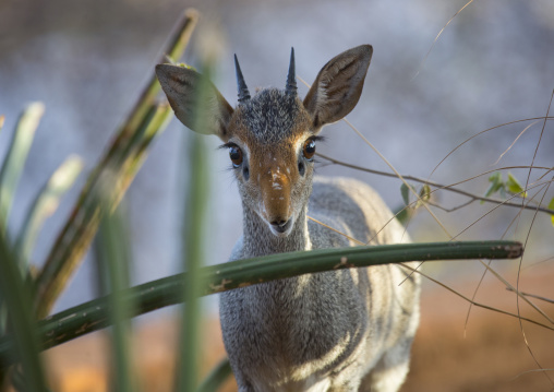Kirk's dik-dik, Samburu county, Samburu national reserve, Kenya