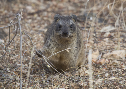 Rock hyrax (procavia capensis), Samburu county, Samburu national reserve, Kenya