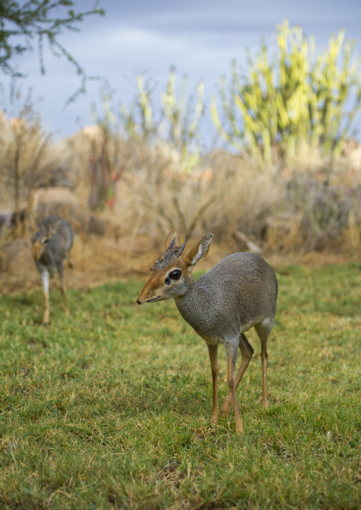 Kirk's dik-dik, Samburu county, Samburu national reserve, Kenya
