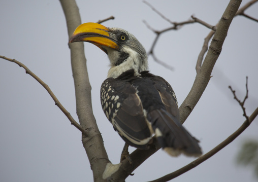 Yellow-billed hornbill sitting on a branch, Samburu county, Samburu national reserve, Kenya