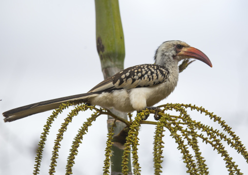 Yellow-billed hornbill sitting on a branch, Samburu county, Samburu national reserve, Kenya