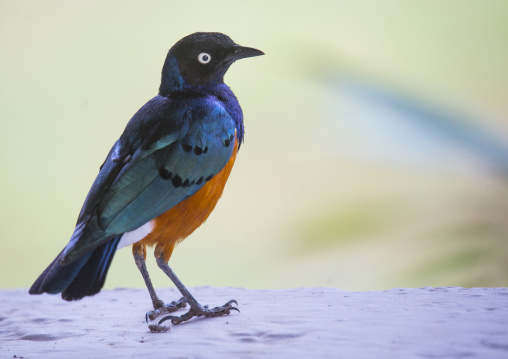 Starling (lamprotornis superbus), Samburu county, Samburu national reserve, Kenya