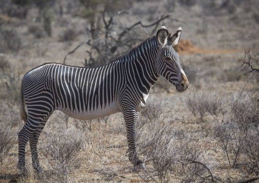 Grevys zebra in the bush, Samburu county, Samburu national reserve, Kenya