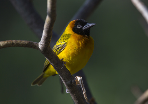 Little weaver (ploceus luteolus), Baringo county, Lake baringo, Kenya