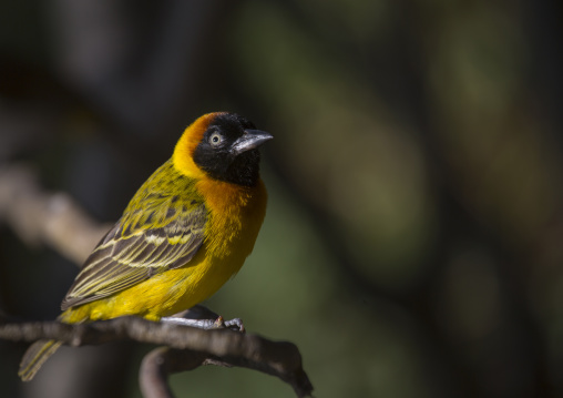 Little weaver (ploceus luteolus), Baringo county, Lake baringo, Kenya