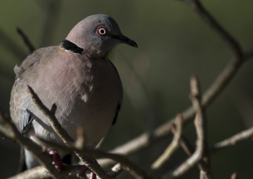 Mourning collared dove (streptopelia decipiens), Baringo county, Lake baringo, Kenya