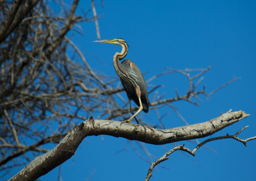 Goliath heron (ardea goliath), Baringo county, Lake baringo, Kenya