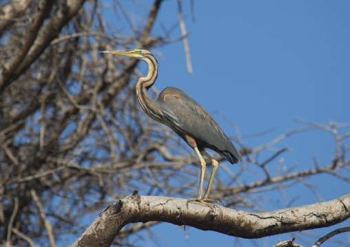 Goliath heron (ardea goliath), Baringo county, Lake baringo, Kenya