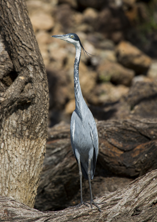 Black-headed heron, Baringo county, Lake baringo, Kenya