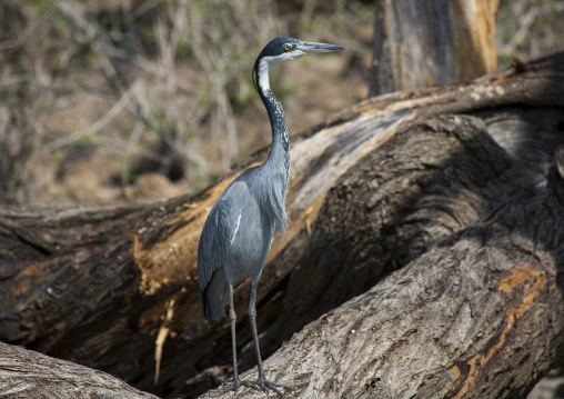 Black-headed heron, Baringo county, Lake baringo, Kenya