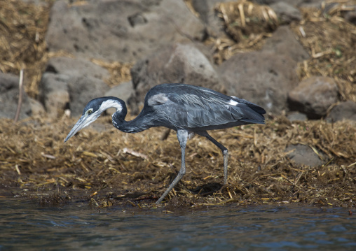 Black-headed heron, Baringo county, Lake baringo, Kenya