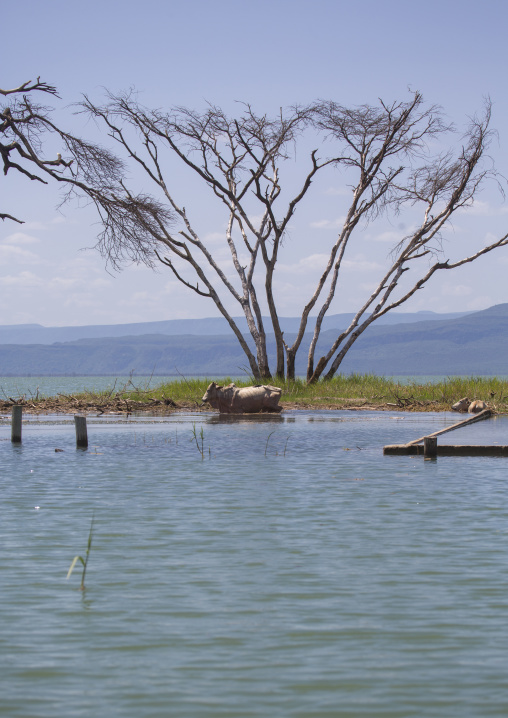 Cows in front of a tree covered by increased water, Baringo county, Baringo, Kenya