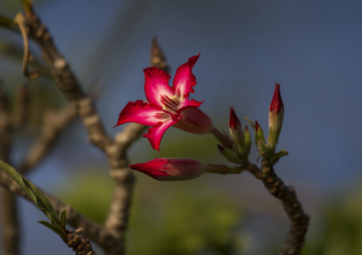 Bottle tree (pachypodium rosulatum) flower, Baringo county, Baringo, Kenya