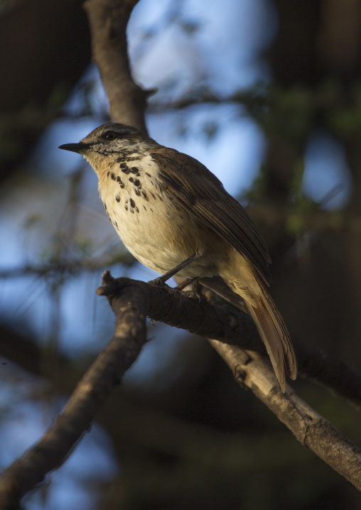 Rufous-naped lark (mirafra africana), Baringo county, Lake baringo, Kenya