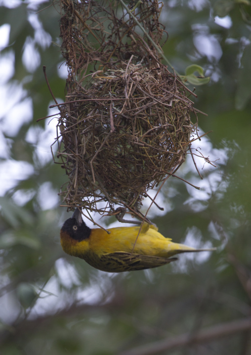 Black-headed weaver (ploceus luteolus) preparing nest, Baringo county, Lake baringo, Kenya