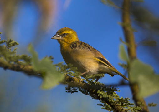 Yellow-back weaver, Baringo county, Lake baringo, Kenya