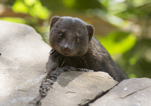 Dwarf mongoose (helogale parvula) in rocks, Baringo county, Lake baringo, Kenya