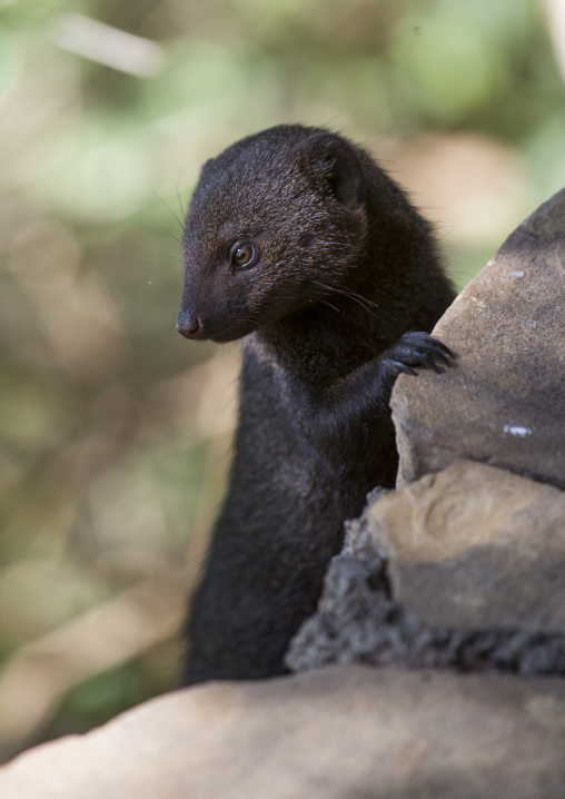 Dwarf mongoose (helogale parvula) in rocks, Baringo county, Lake baringo, Kenya