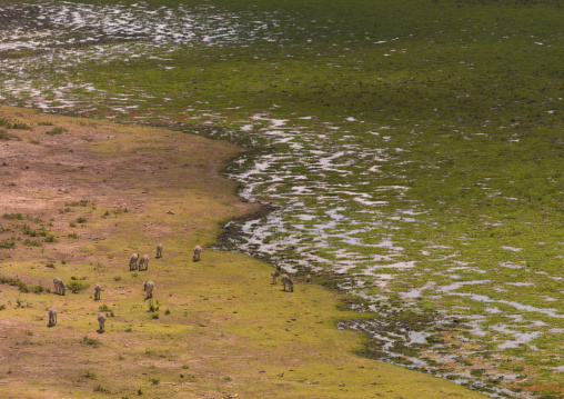 Zebras grazing near a lake covered with grass, Kajiado, Entonet, Kenya