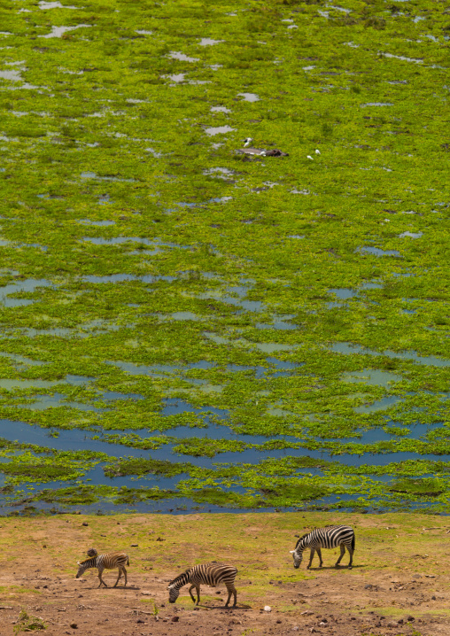 Zebras grazing near a lake covered with grass, Kajiado, Entonet, Kenya