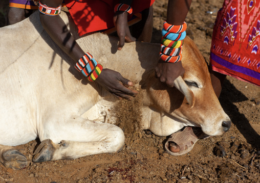 Samburu tribe men taking blood from a cow, Samburu County, Maralal, Kenya