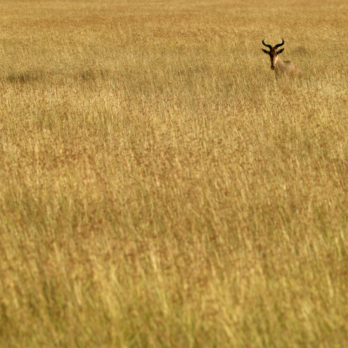 Coke's Hartebeest (Alcelaphus buselaphus cokii) in the savannah, Rift Valley Province, Maasai Mara, Kenya