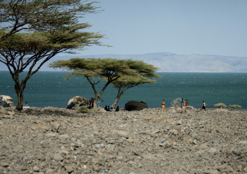Turkana tribe huts standing under acacias, Rift Valley Province, Turkana lake, Kenya