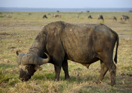 One buffalo grazing in the savannah, Kajiado County, Amboseli park, Kenya