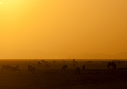 wildebeests grazing in the sunset, Kajiado County, Amboseli park, Kenya