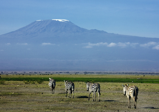 Zebras walking in line in front of kilimanjaro, Kajiado County, Amboseli park, Kenya
