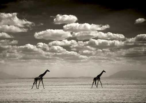 Giraffes against a cloudy sky, Kajiado County, Amboseli park, Kenya