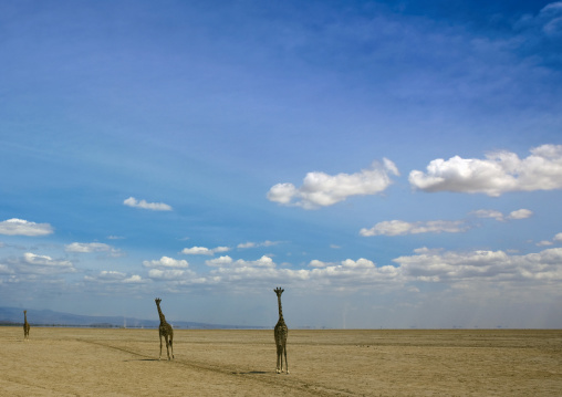 Giraffes against a cloudy sky, Kajiado County, Amboseli park, Kenya