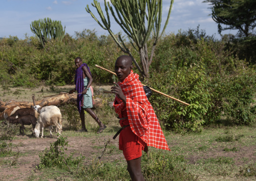 Maasai herders with sheeps, Rift Valley Province, Maasai Mara, Kenya