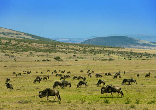 Wildebeests (Connochaetes taurinus), Rift Valley Province, Maasai Mara, Kenya