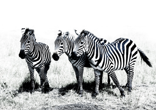Burchells zebra (equus burchellii) herd, Rift valley province, Amboseli, Kenya