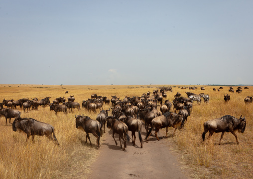 wildebeests migration in the savannah, Rift Valley Province, Maasai Mara, Kenya
