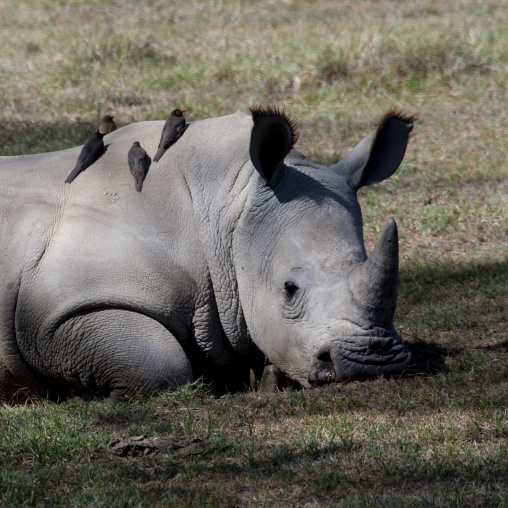 White rhino resting with birds on him, Rift Valley Province, Lake Nakuru, Kenya