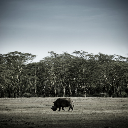 White rhino grazing, Rift Valley Province, Lake Nakuru, Kenya