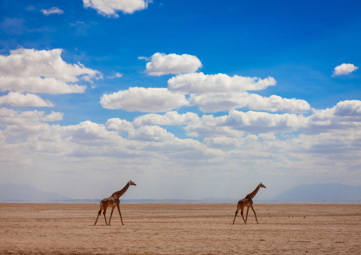 Giraffes against a cloudy sky, Kajiado County, Amboseli park, Kenya