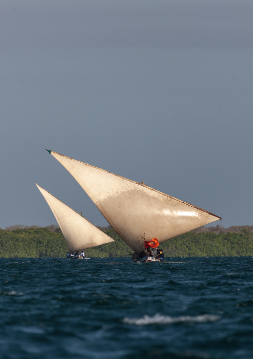 Dhow race during the Maulid festival, Lamu County, Lamu, Kenya
