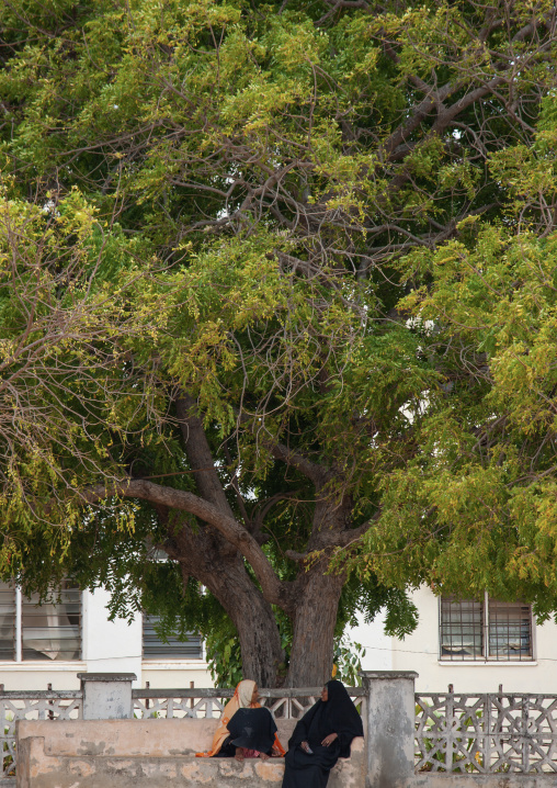 Muslim women chatting under a tree, Lamu County, Lamu, Kenya
