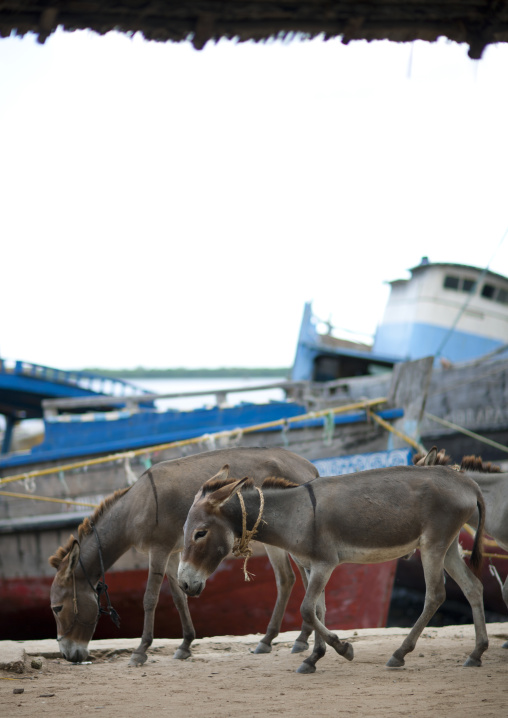 Donkeys on the dockside, Lamu County, Lamu, Kenya
