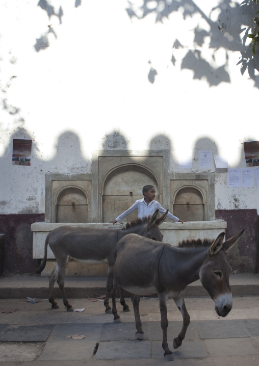 A kenyan boy with two donkeys in front of a fountain, Lamu County, Lamu, Kenya