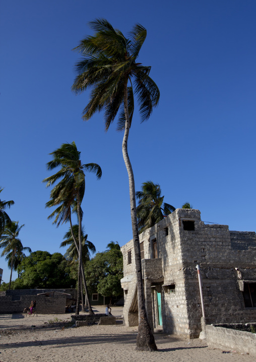 Palm trees outside of a new building, Lamu County, Lamu, Kenya