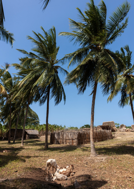 Traditional swhaili village, Lamu County, Siyu, Kenya