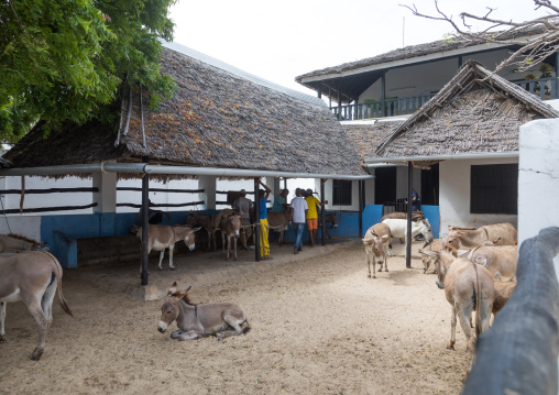 The donkey sanctuary, Lamu county, Lamu town, Kenya